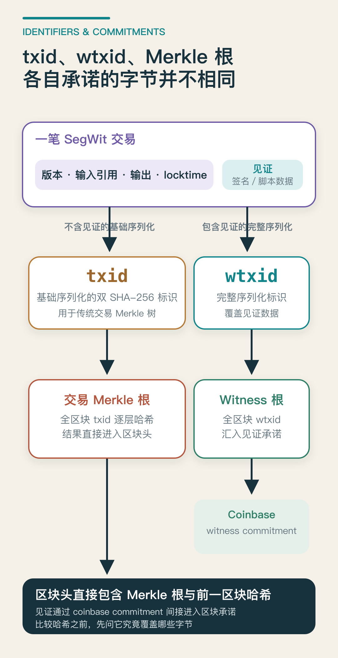 交易基础序列化产生txid，含见证序列化产生wtxid；txid汇入Merkle根，wtxid汇入见证承诺，Merkle根和前块哈希进入区块头